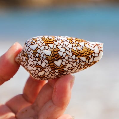 6-7 cm-es természetes kagylóhéj Brocade Conus csigaváza akvárium tereprendezés Esküvői dekoráció Otthoni díszek, Ajándékok gyűjtése Kézműves