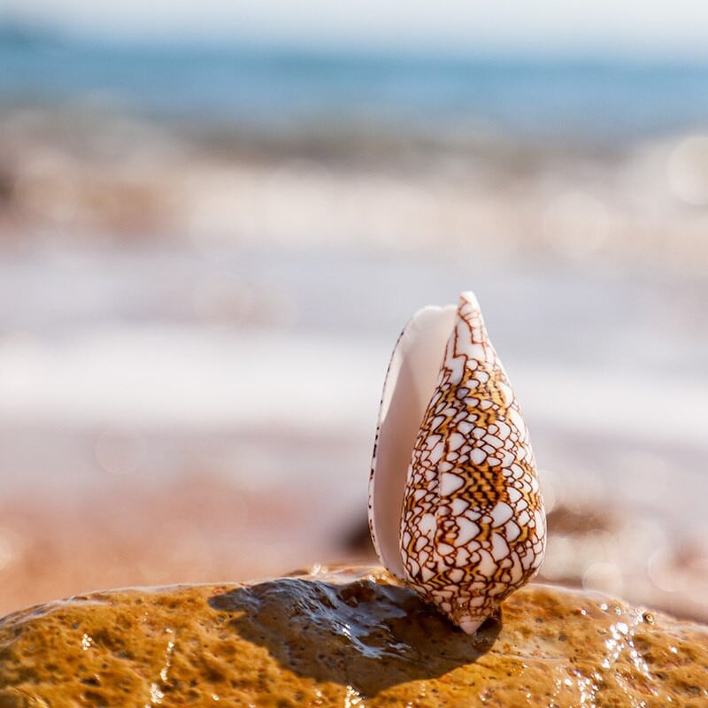 6-7 cm-es természetes kagylóhéj Brocade Conus csigaváza akvárium tereprendezés Esküvői dekoráció Otthoni díszek, Ajándékok gyűjtése Kézműves