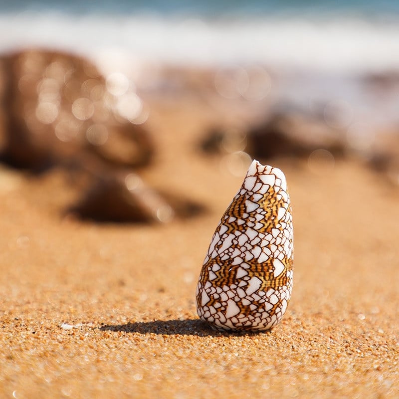 6-7 cm-es természetes kagylóhéj Brocade Conus csigaváza akvárium tereprendezés Esküvői dekoráció Otthoni díszek, Ajándékok gyűjtése Kézműves