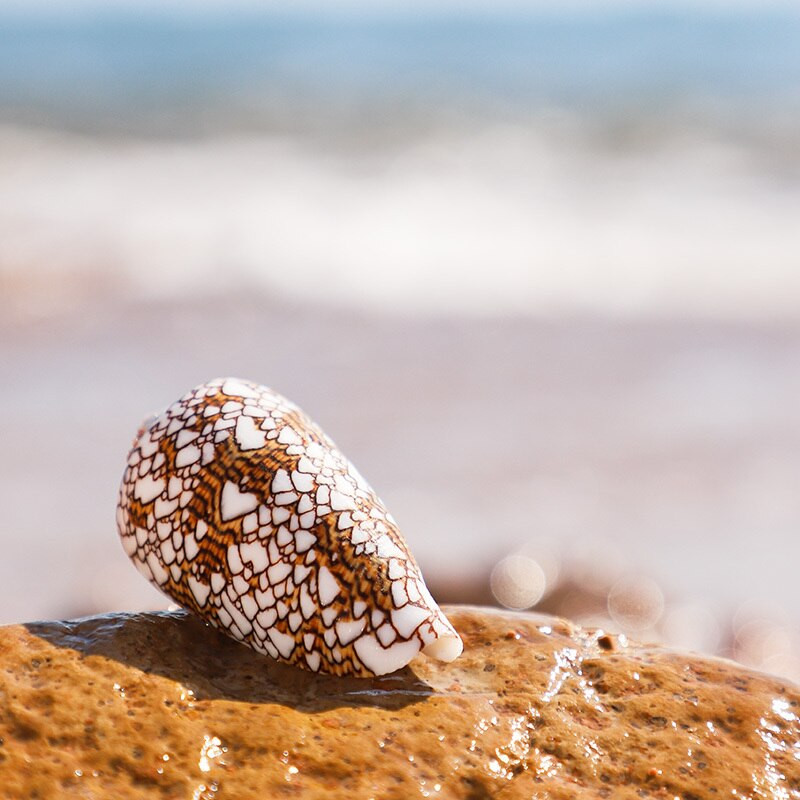 6-7 cm-es természetes kagylóhéj Brocade Conus csigaváza akvárium tereprendezés Esküvői dekoráció Otthoni díszek, Ajándékok gyűjtése Kézműves