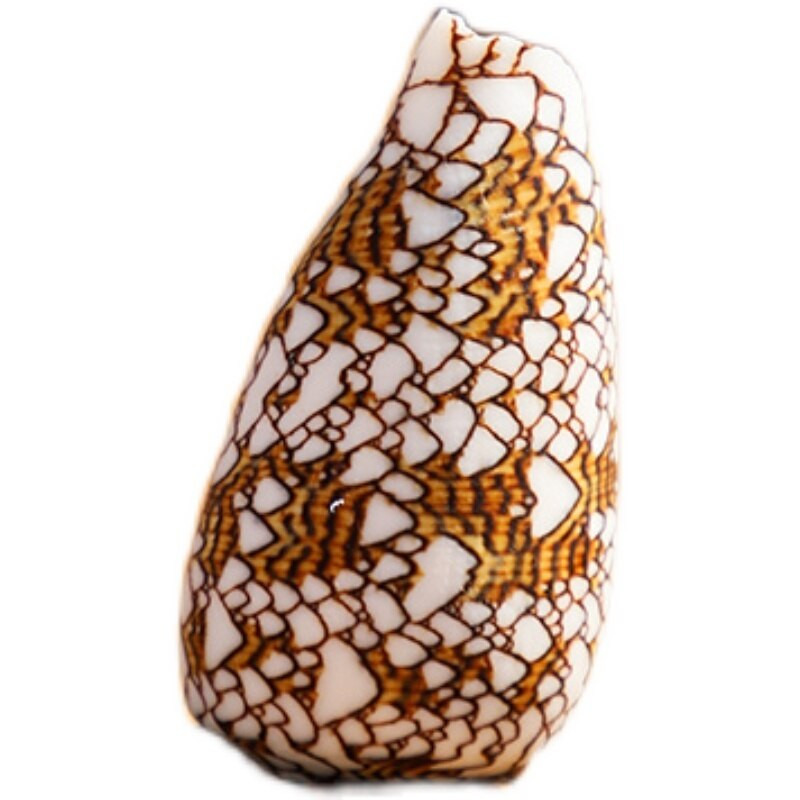 6-7 cm-es természetes kagylóhéj Brocade Conus csigaváza akvárium tereprendezés Esküvői dekoráció Otthoni díszek, Ajándékok gyűjtése Kézműves