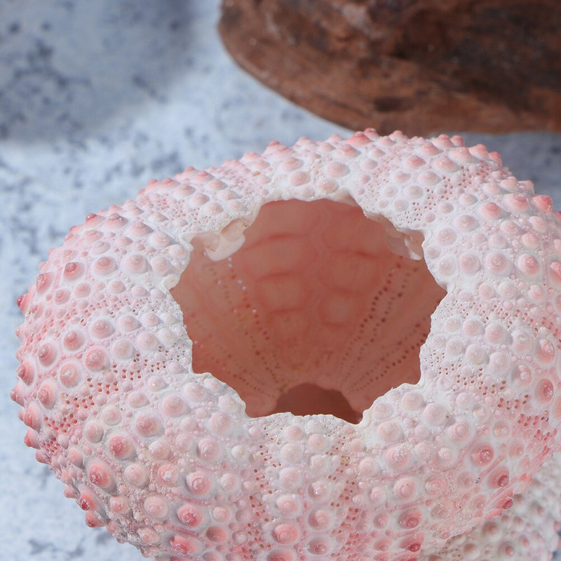 10db Süntartó Urchin Miniatűr tengeri kagylók Légnövények Urchin Urchin Decor