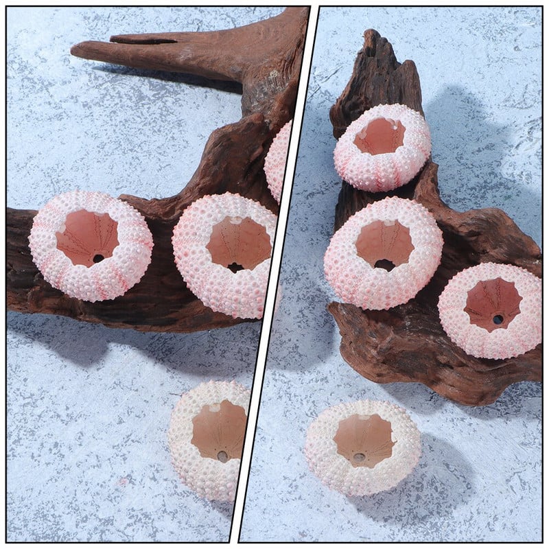 10db Süntartó Urchin Miniatűr tengeri kagylók Légnövények Urchin Urchin Decor