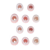 10 buc. Ocean Beach Sea Urchin Miniatura scoici Plante de aer Urchin Urchin Decor