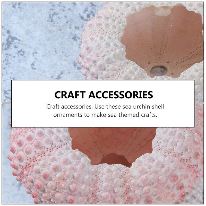 10 buc. Ocean Beach Sea Urchin Miniatura scoici Plante de aer Urchin Urchin Decor