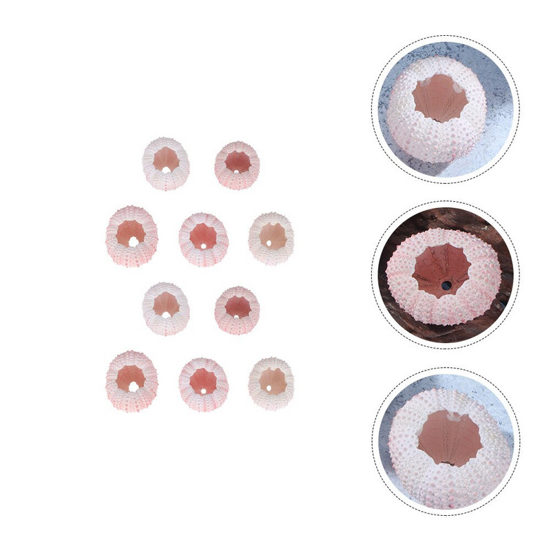 10 buc. Ocean Beach Sea Urchin Miniatura scoici Plante de aer Urchin Urchin Decor