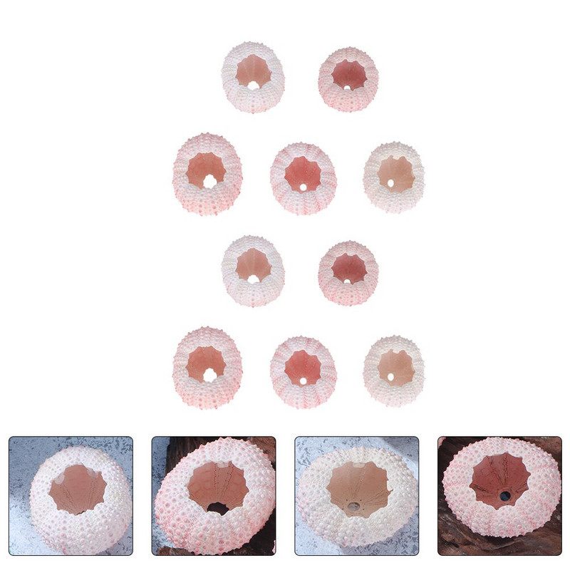 10 buc. Ocean Beach Sea Urchin Miniatura scoici Plante de aer Urchin Urchin Decor