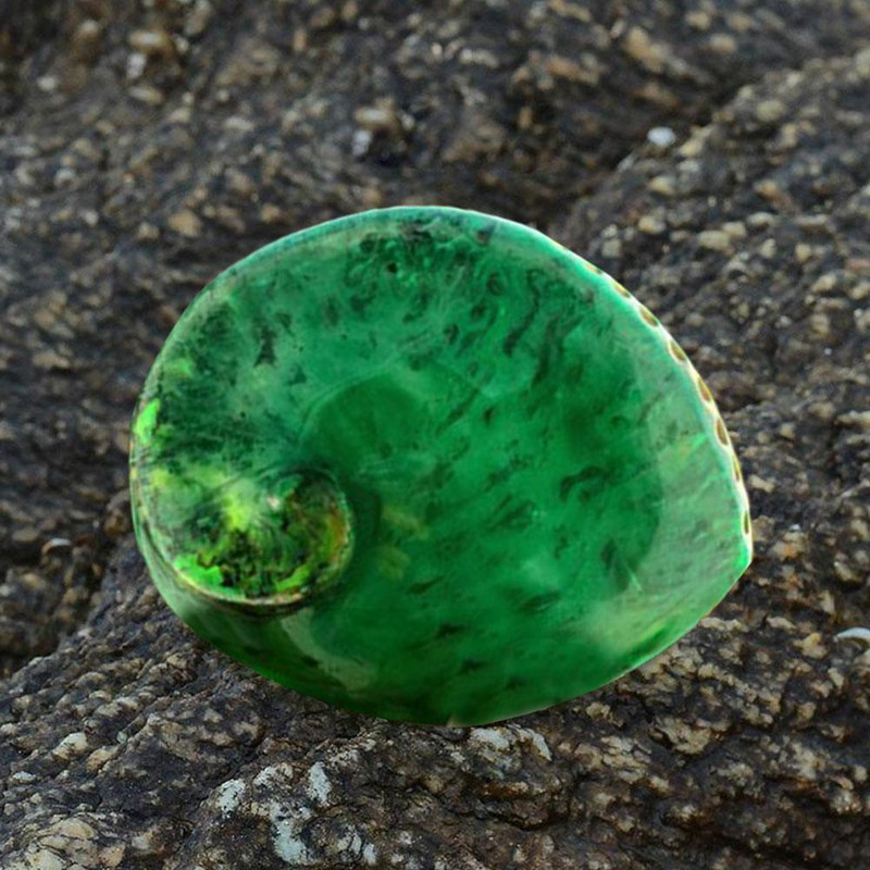 Zöld Abalone Lakásdekoráció Tengeri Akvárium Tereprendezés Kagyló Polírozott Beach Dekoráció Esküvői Otthon Természetes S De A4y7