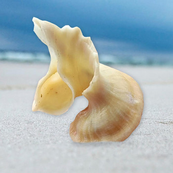 Mawa Flower Fairy Snail Conch Διακόσμηση σπιτιού Κοραλλί Στολίδι C0c7