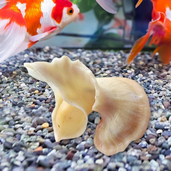 Mawa Flower Fairy Snail Conch Декорация на дома Коралов орнамент C0c7