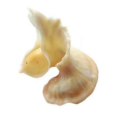 Mawa Flower Fairy Snail Conch Διακόσμηση σπιτιού Κοραλλί Στολίδι C0c7