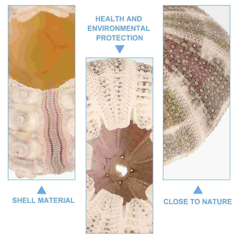 5 bucăți Artizanat Urchin Acvariu Air Ananas Ghiveci Ornamente Urchin Aranjament Floral Favoruri