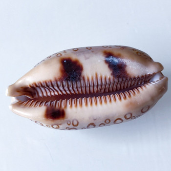 Shell Seashell Natural Beach Aquarium Conch Sea Decors Fish Tank Seashells Στολίδια Γεμιστικό πάρτι Βάζο Favorsfigurine Spiral