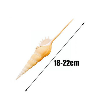 18-22cm Proboscis Natural Conch Fish Landscaping Good Look Collection Props Редки фотографски фон A0k8