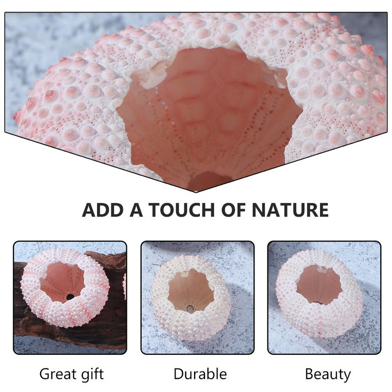 10 db Urchin Decor Urchin Urchin Air Plants Urchin Miniatűr tengeri kagylók Váza kagylók