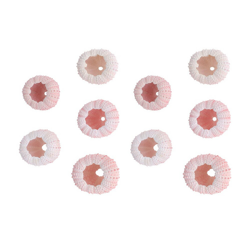 10 db Urchin Decor Urchin Urchin Air Plants Urchin Miniatűr tengeri kagylók Váza kagylók