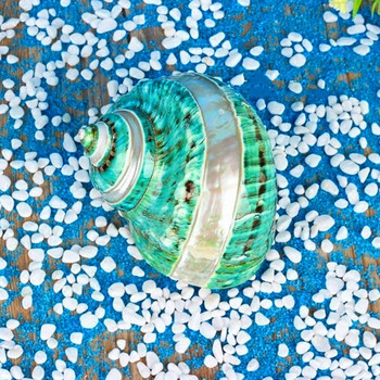 Занаяти Естествени перли Четири големи известни винтови раковини Средиземноморски аквариум Морски S Орнаменти Охлюв Корал Колекционерски Y7p3