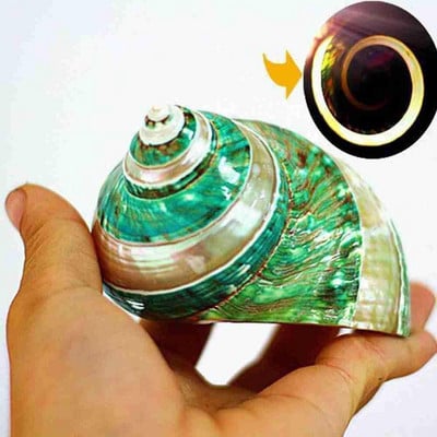 Crafts Natural Pearly Four Big Famous Screw Conch Mediterranean Aquarium Sea S Ornaments Snail Coral Συλλεκτικό Y7p3