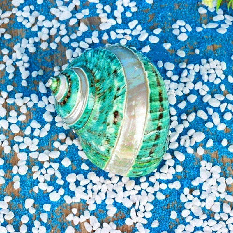 Crafts Természetes Gyöngy Négy Nagy Híres Csavaros Kagyló Mediterrán Akvárium Tenger S Díszek Csiga Korall Gyűjtemény Y7p3