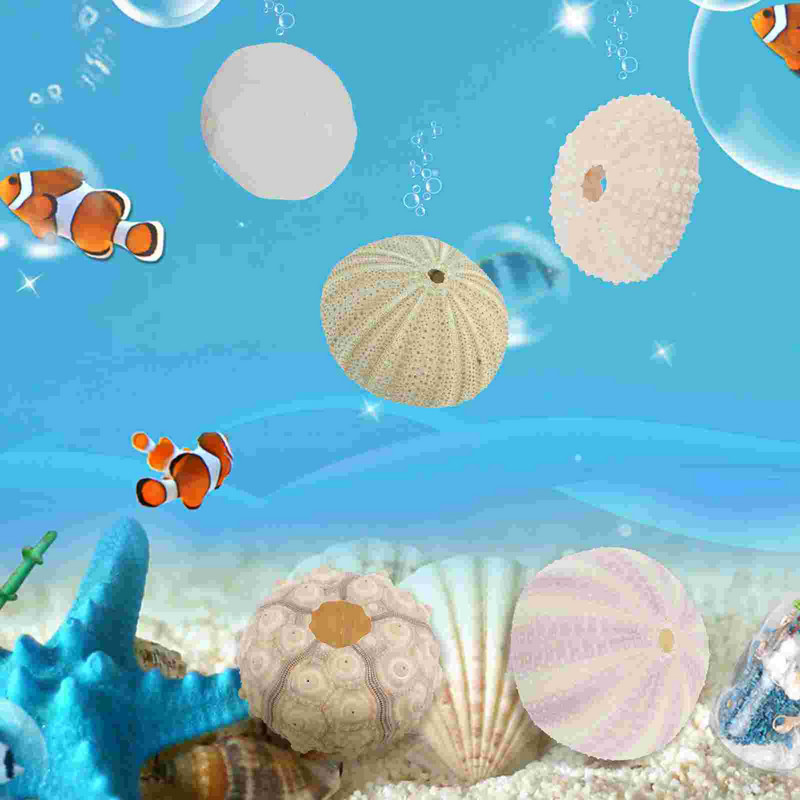 Sea Airurchin Holder Shell Planter Pot Tillandsia Seashell zamatos tengeri dekoráció Természetes virág Vasebeach Sün dekorok