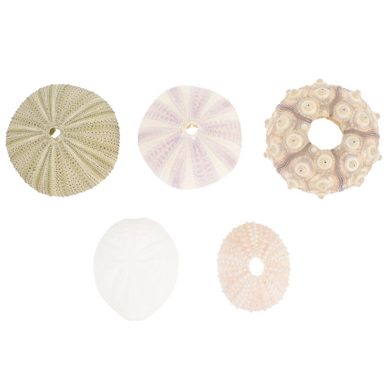 Sea Airurchin Holder Shell Planter Pot Tillandsia Seashell zamatos tengeri dekoráció Természetes virág Vasebeach Sün dekorok