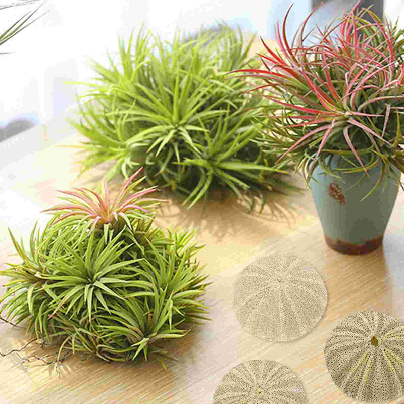 Urchin Shell Sea Airholder Függő ültető edény zamatos kagylók dekor természetes váza tengeri mini edények barkácsolással Ornamentterrarium