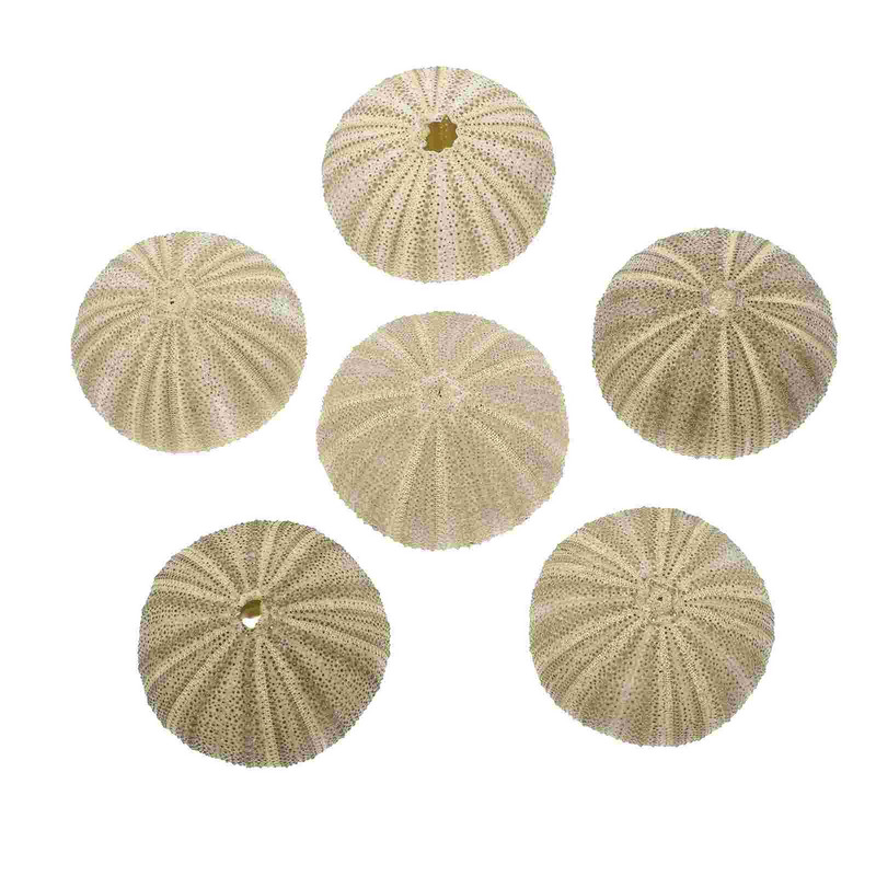 Urchin Shell Sea Airholder Függő ültető edény zamatos kagylók dekor természetes váza tengeri mini edények barkácsolással Ornamentterrarium
