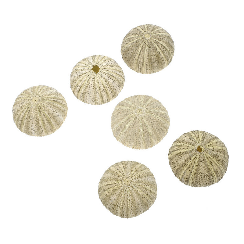 Urchin Shell Sea Airholder Függő ültető edény zamatos kagylók dekor természetes váza tengeri mini edények barkácsolással Ornamentterrarium
