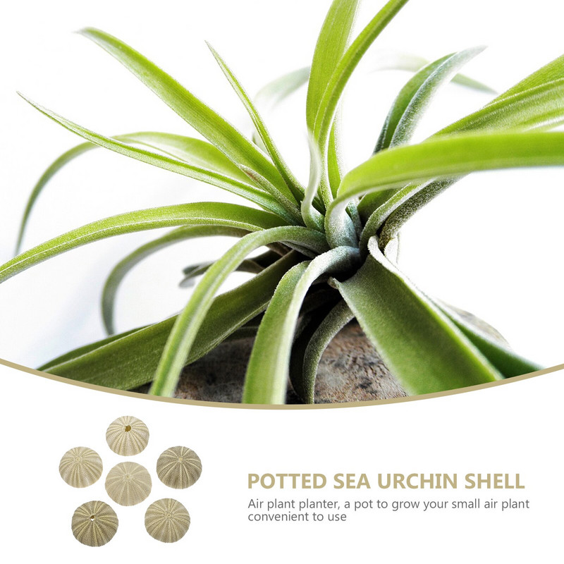 Urchin Shell Sea Airholder Függő ültető edény zamatos kagylók dekor természetes váza tengeri mini edények barkácsolással Ornamentterrarium