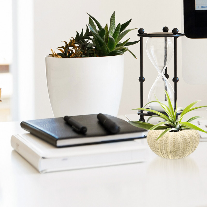 Urchin Shell Sea Airholder Függő ültető edény zamatos kagylók dekor természetes váza tengeri mini edények barkácsolással Ornamentterrarium