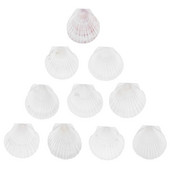 Kagylóhéjak Scallopsea Természetes sütőtál Ajándékok Születésnapi Anya Fehér Kézműves Kézműves Barkácsolás Strandtányérok Festés Nagy adag