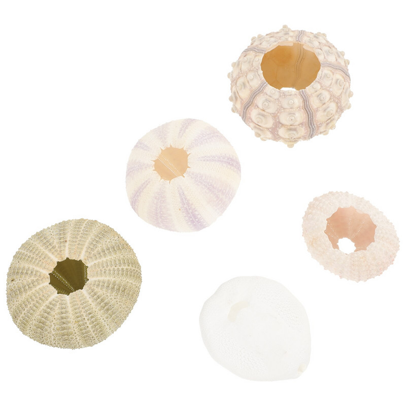 Sea Airurchin Holder Shell Planter Pot Tillandsia Seashell zamatos tengeri dekoráció Természetes virág Vasebeach Sün dekorok