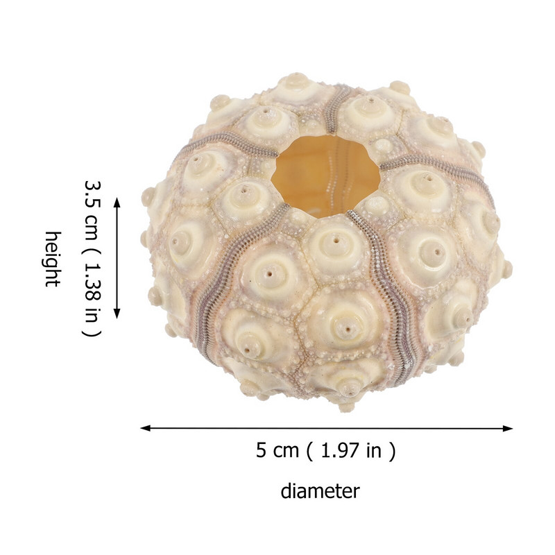 Sea Airurchin Holder Shell Planter Pot Tillandsia Seashell zamatos tengeri dekoráció Természetes virág Vasebeach Sün dekorok