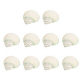 Scoici Pește pustnic Crab Conch Rezervor Decorații Shell Decor Acvariu Natură Crabi Ornamente Materiale naturale Podoaba DIY tematică