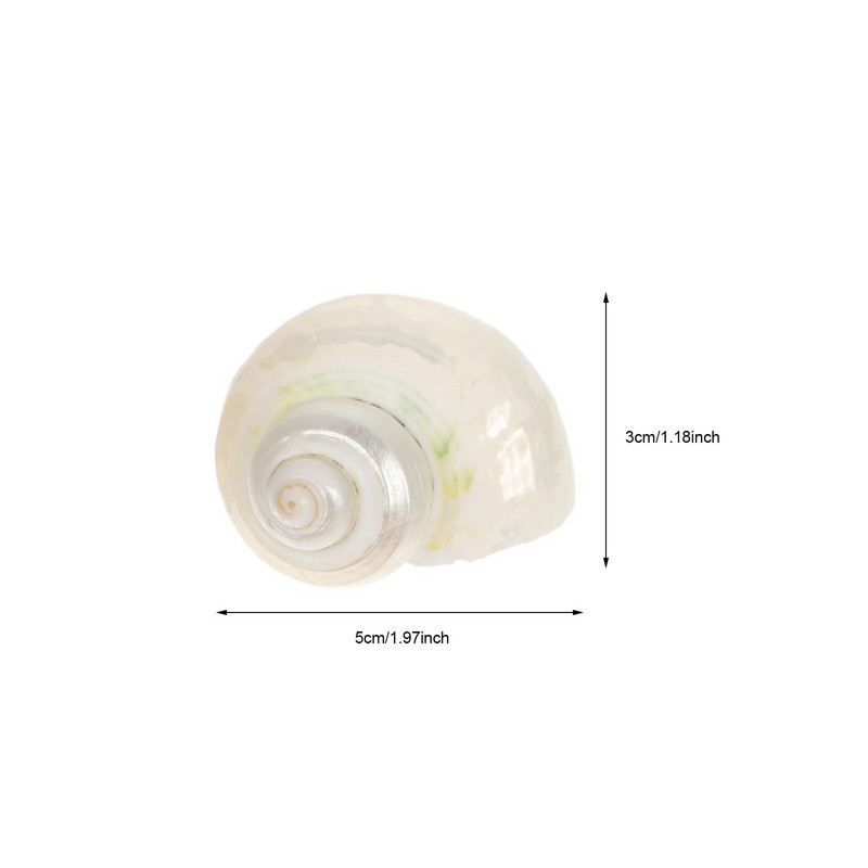 Scoici Pește pustnic Crab Conch Rezervor Decorații Shell Decor Acvariu Natură Crabi Ornamente Materiale naturale Podoaba DIY tematică