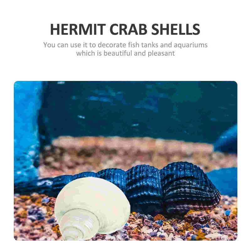 Scoici Pește pustnic Crab Conch Rezervor Decorații Shell Decor Acvariu Natură Crabi Ornamente Materiale naturale Podoaba DIY tematică