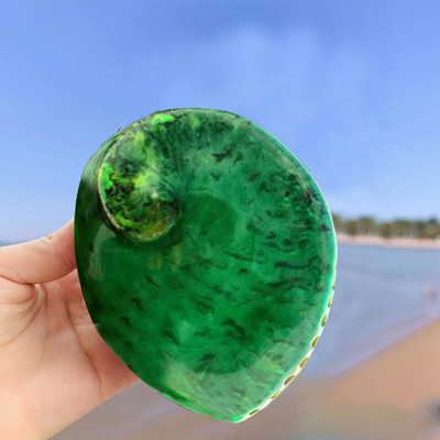 13-15cm Green Abalone Φυσικό Ενυδρείο Παραλίας Εξωραϊσμός Διακόσμηση Σπίτι Γάμου Ναυτικό Διακόσμηση P6w1