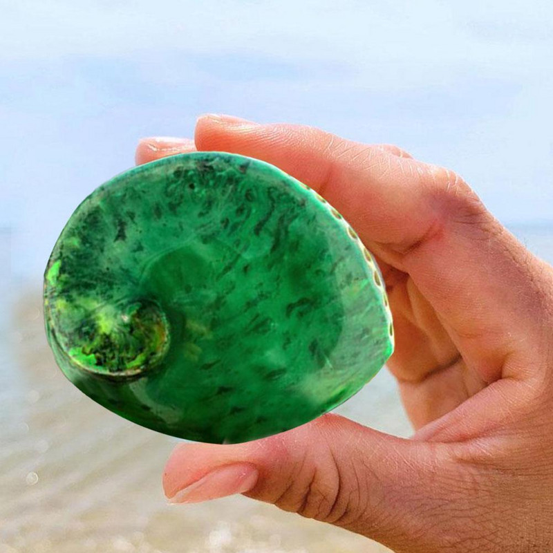 13-15 cm zöld abalone természetes tengeri akvárium strand tereprendezés Esküvő lakberendezés Tengerészeti dekor P6w1