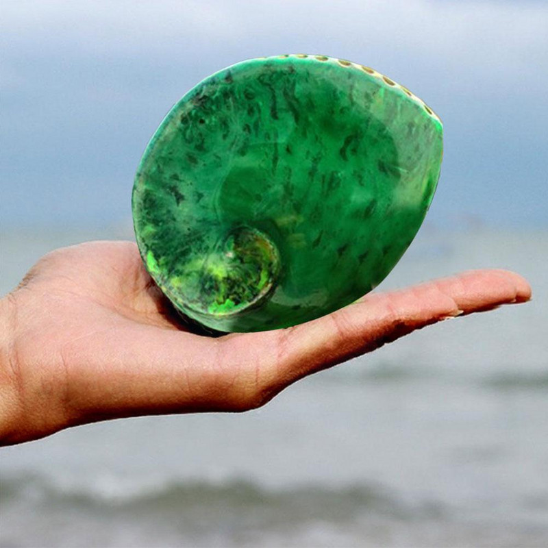 13-15 cm zöld abalone természetes tengeri akvárium strand tereprendezés Esküvő lakberendezés Tengerészeti dekor P6w1
