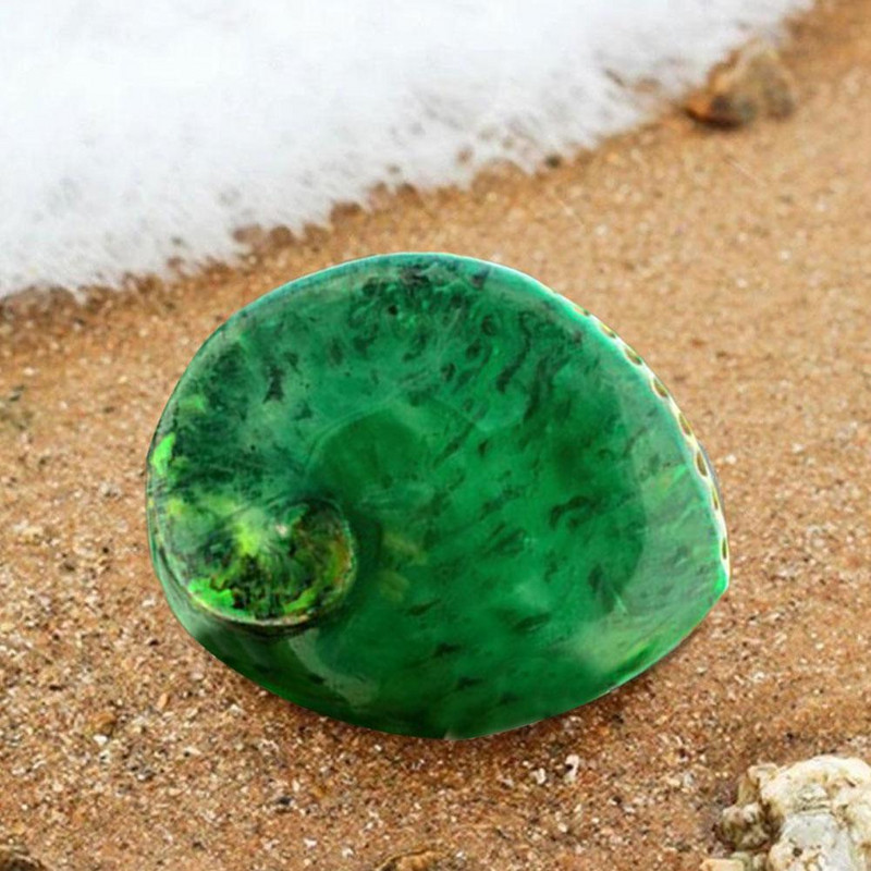 Zöld Abalone Lakásdekoráció Tengeri Akvárium Tereprendezés Kagyló Natural Decor S Otthoni Polírozott Esküvői Dekoráció Legyen E0r1