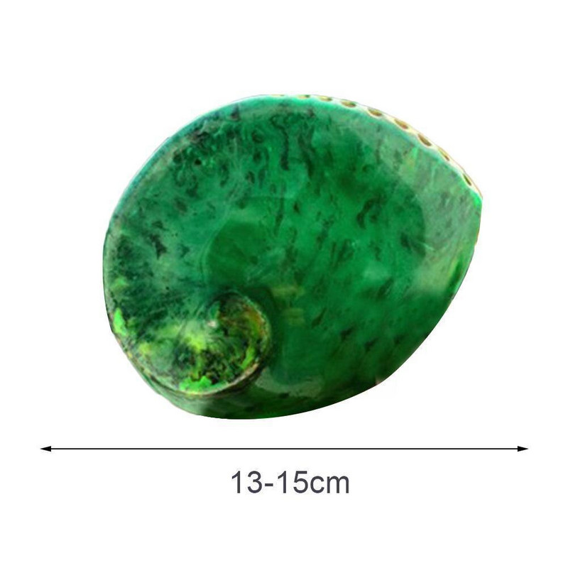 Zöld Abalone Lakásdekoráció Tengeri Akvárium Tereprendezés Kagyló Natural Decor S Otthoni Polírozott Esküvői Dekoráció Legyen E0r1