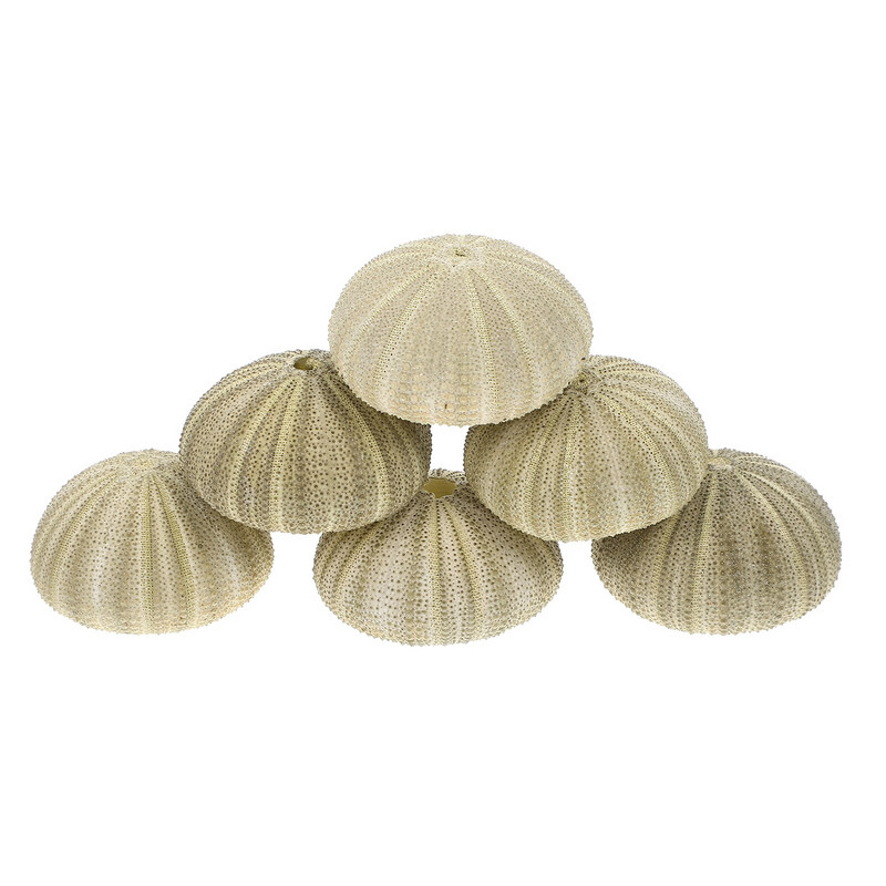 Urchin Shell Sea Airholder Függő ültető edény zamatos kagylók dekoráció természetes váza tengeri mini edények barkácsolt Ornamentterrarium