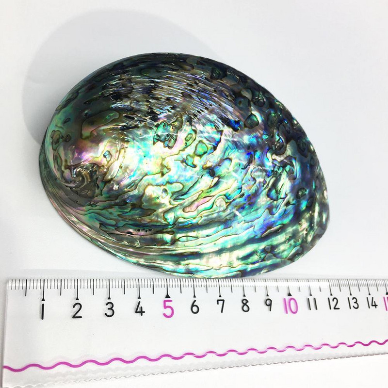 9-12 cm-es nagy szivárvány abalone Shell Charm Beach Seashell Autó Irodaház dekoráció Természetes kagyló Gyönyörű színes tenger