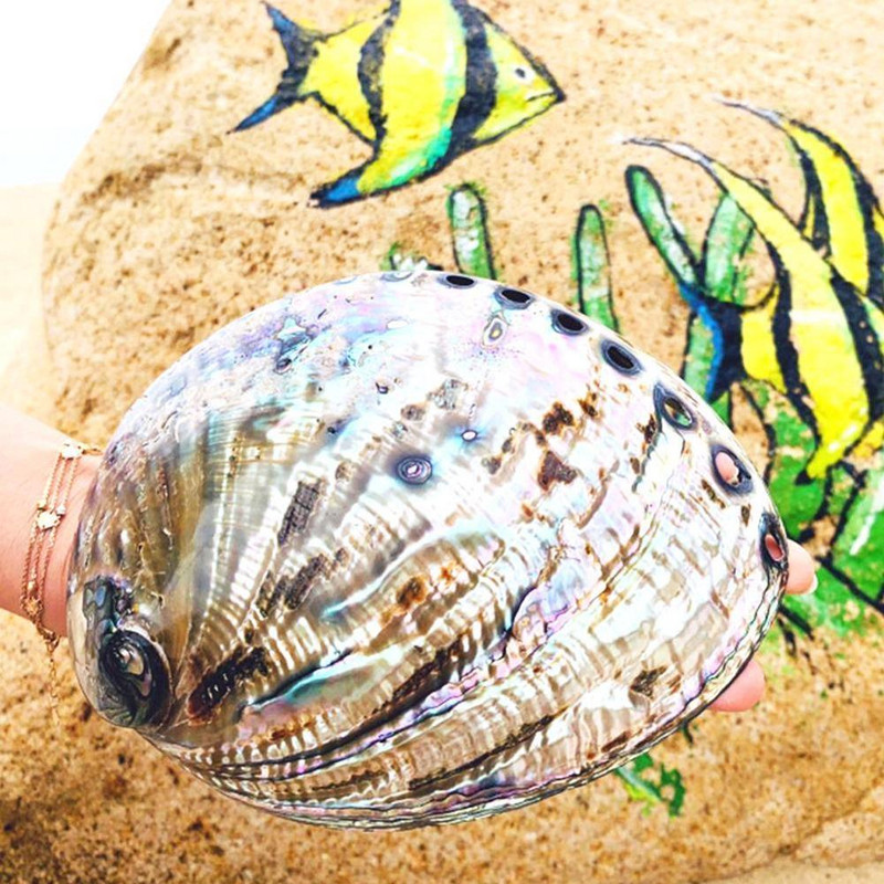9-12 cm-es nagy szivárvány abalone Shell Charm Beach Seashell Autó Irodaház dekoráció Természetes kagyló Gyönyörű színes tenger