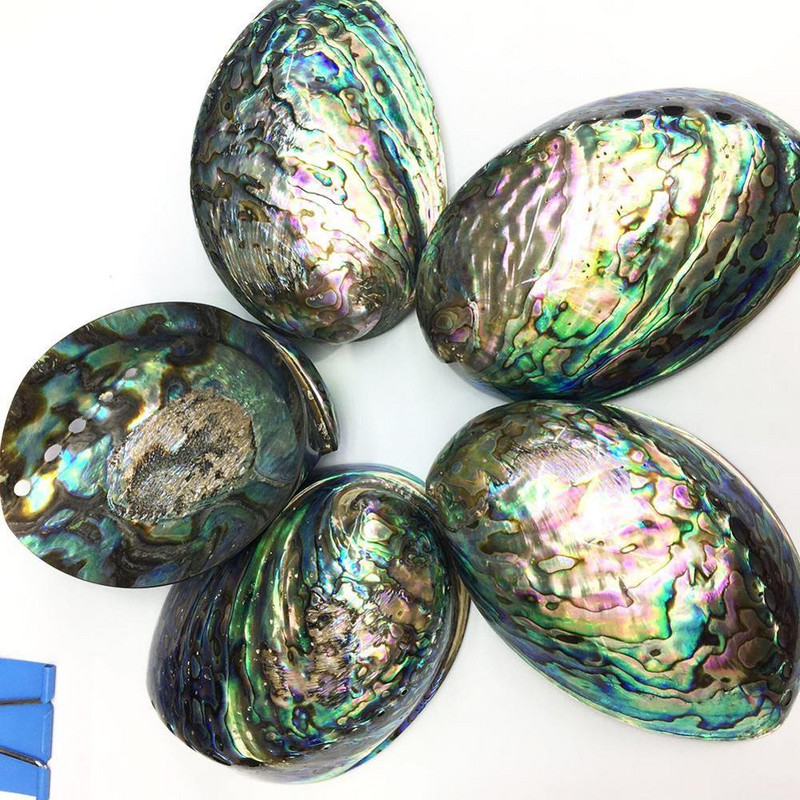 9-12 cm-es nagy szivárvány abalone Shell Charm Beach Seashell Autó Irodaház dekoráció Természetes kagyló Gyönyörű színes tenger