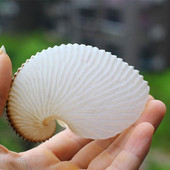 1 db 5 cm-es természetes kagylóhéj mediterrán teraszok polip csigapéldányok korallgyűjtemény nagy kagyló fali dekoráció G U7E0