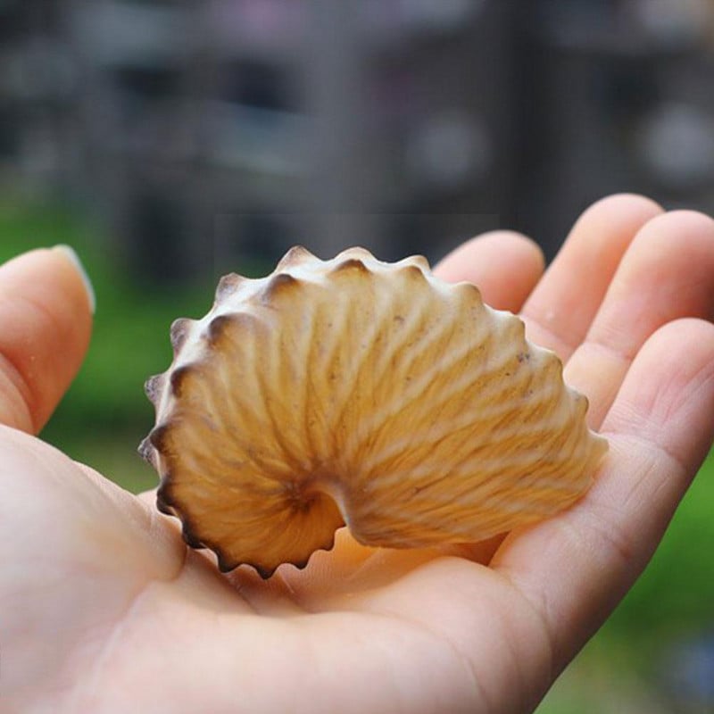 1 db 5 cm-es természetes kagylóhéj mediterrán teraszok polip csigapéldányok korallgyűjtemény nagy kagyló fali dekoráció G U7E0