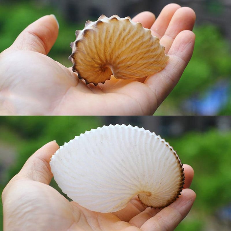 1 db 5 cm-es természetes kagylóhéj mediterrán teraszok polip csigapéldányok korallgyűjtemény nagy kagyló fali dekoráció G U7E0