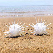 7-11 cm Természetes tengeri krizantém Kagyló Természetes sertéspéldány mediterrán otthoni tengeri csigák kagyló kagyló kézműves dekorációk