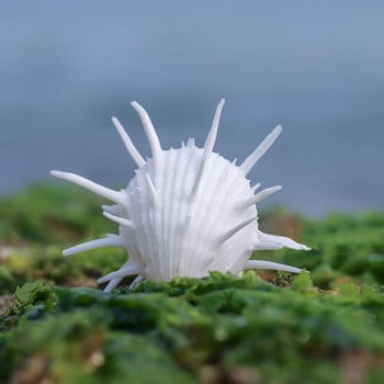 7-11cm Natural Sea Chrysanthemum Clam Natural Porcupine Δείγμα Mediterranean Home Sea Snails Shell Conch Crafts Διακοσμητικά